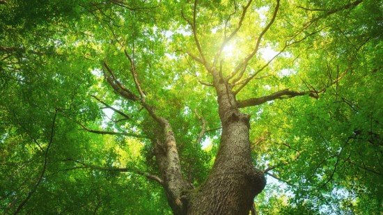 Árbol frondoso