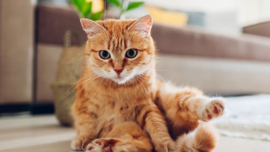gato naranja