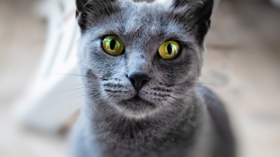 Gato azul ruso