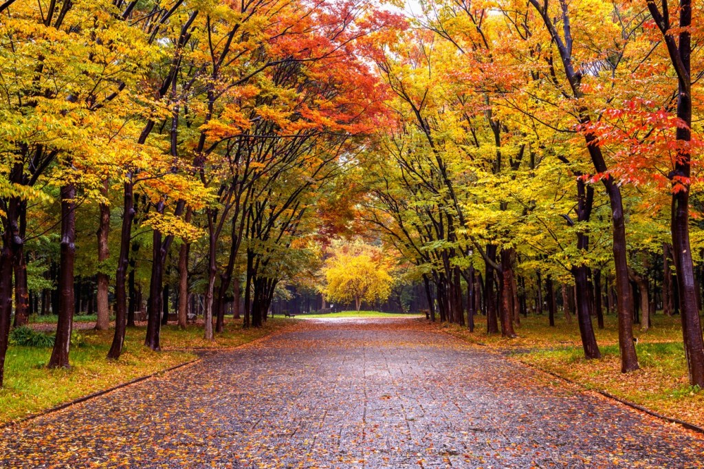 OTOÑO