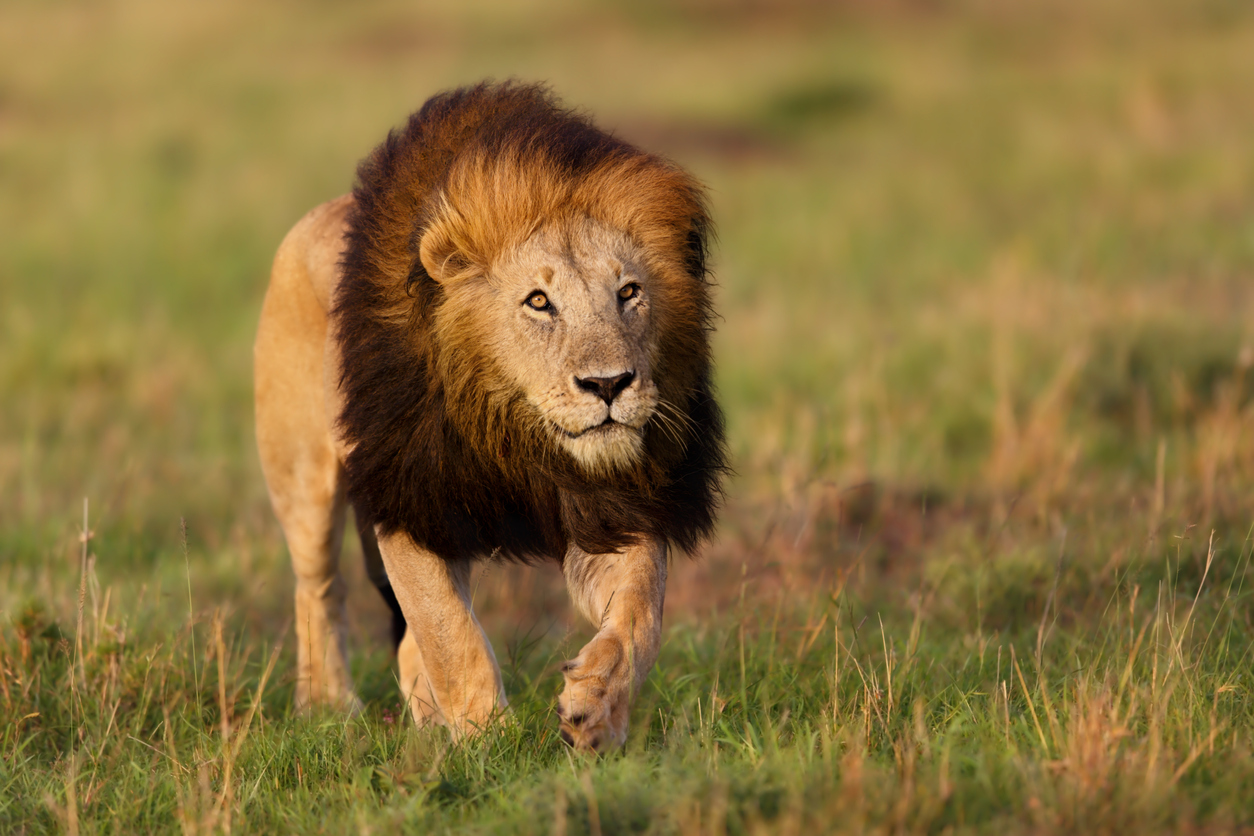 león en la selva