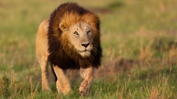 león en la selva