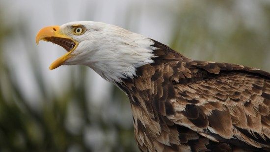 águila calva