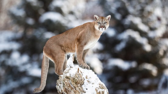 puma en la montaña