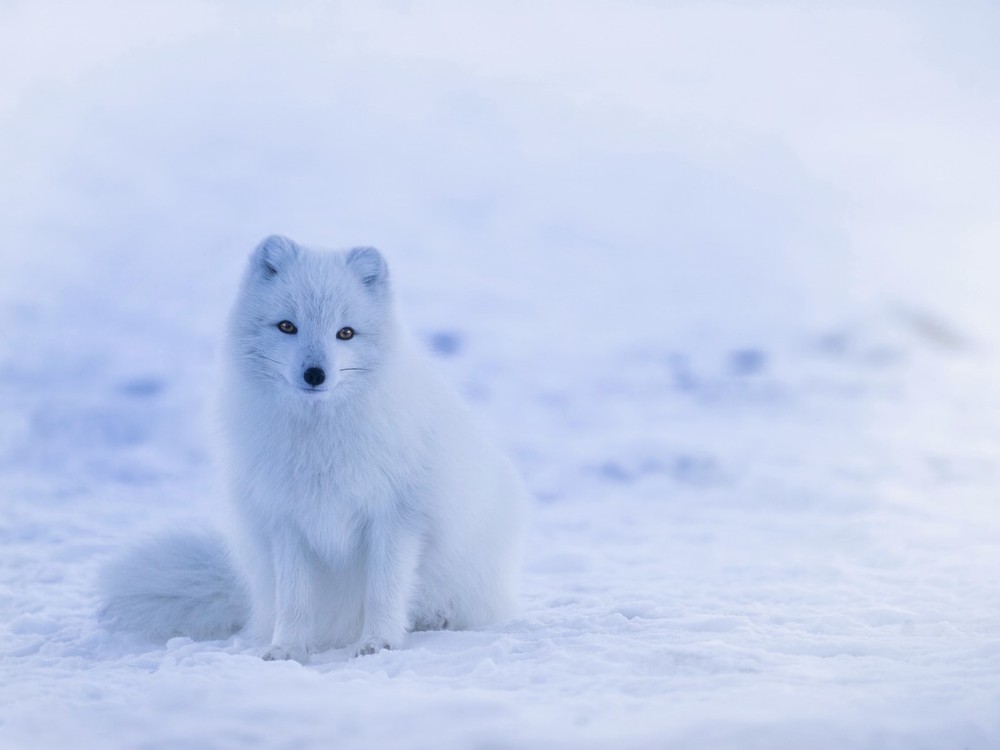 Los animales en invierno