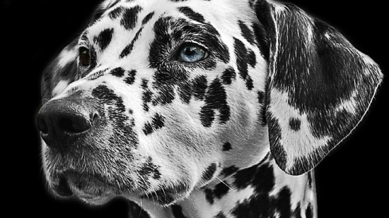perros-galeria