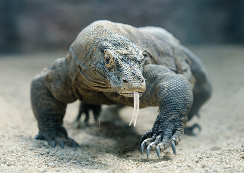 dragon-de-komodo