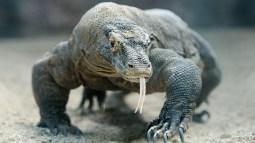 dragon-de-komodo