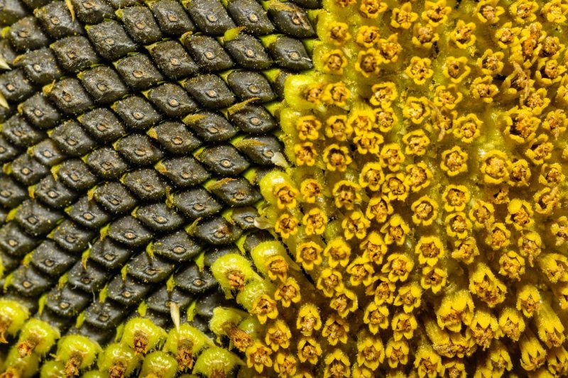 Transformación de flores de girasol en frutos