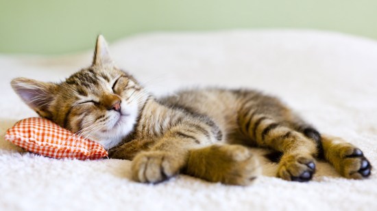 Gatito dormido