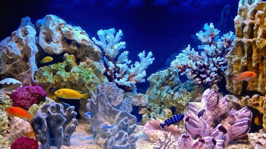 Acuario