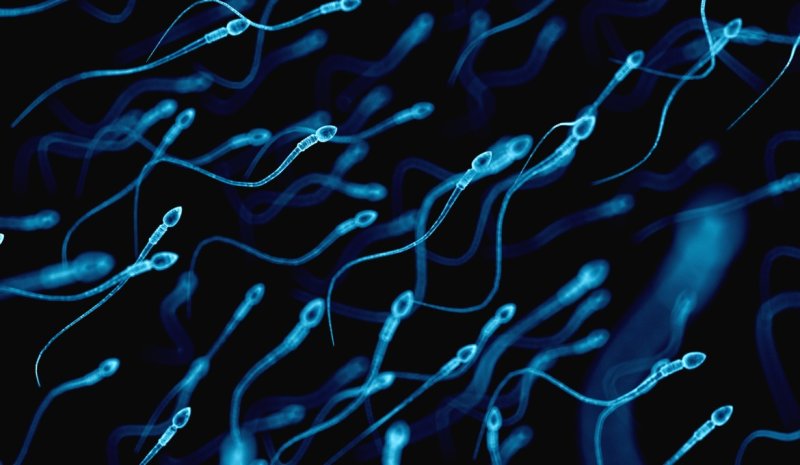 ¿Para qué sirve el semen aparte de para la reproducción?