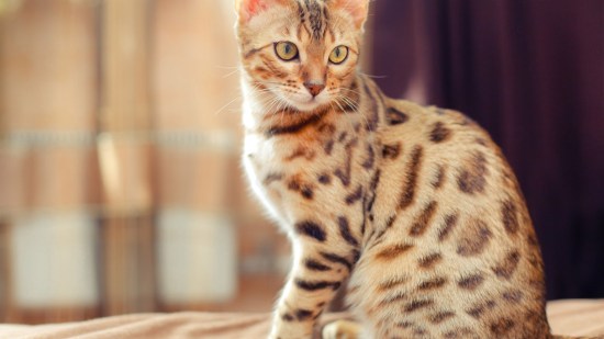Gato bengalí