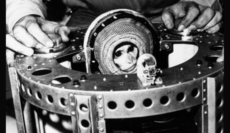 Monos en el espacio