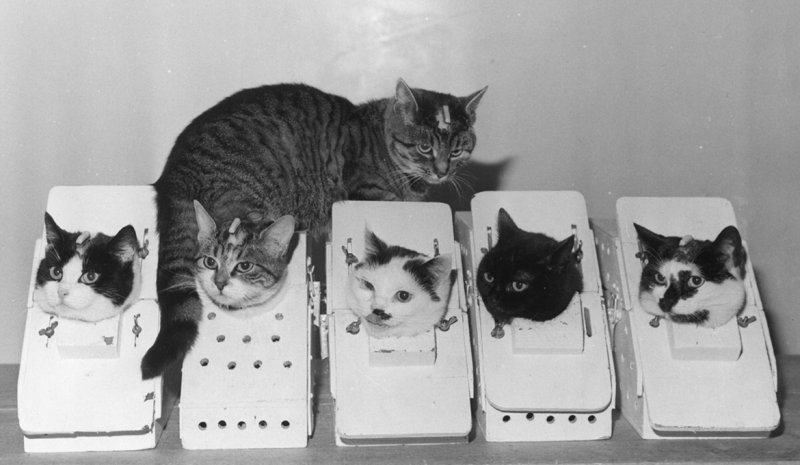 Gatos en el espacio