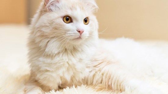 Gato de angora blanco