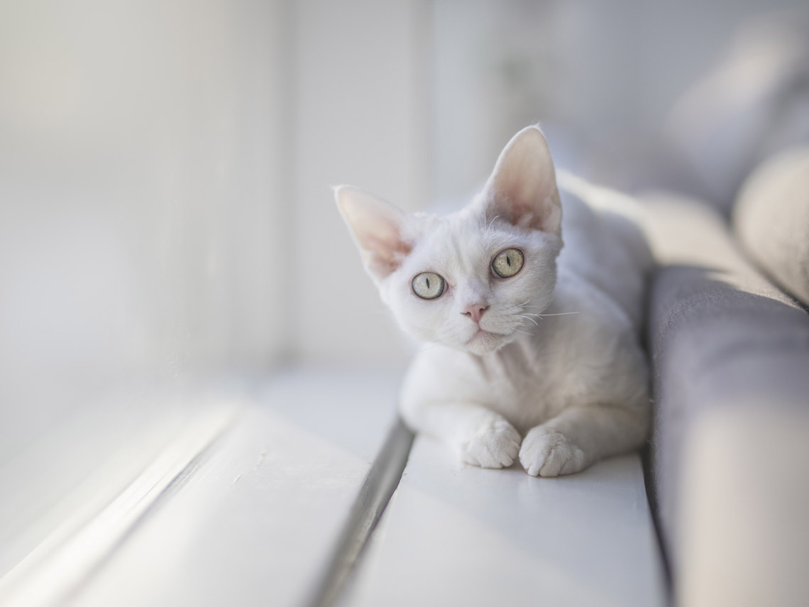 Gato blanco devon rex