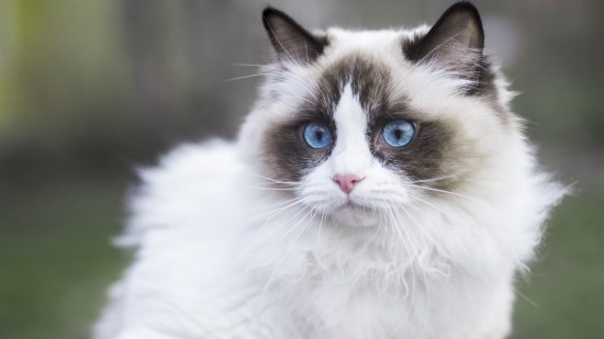 Ragdoll