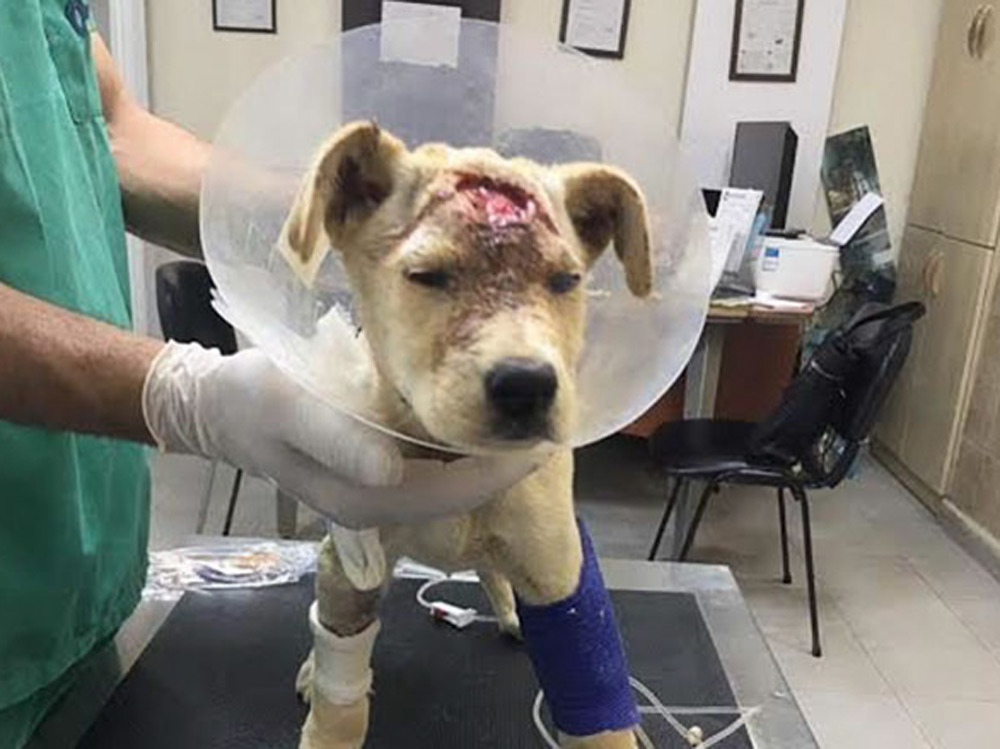 El cachorro al que habían disparado
