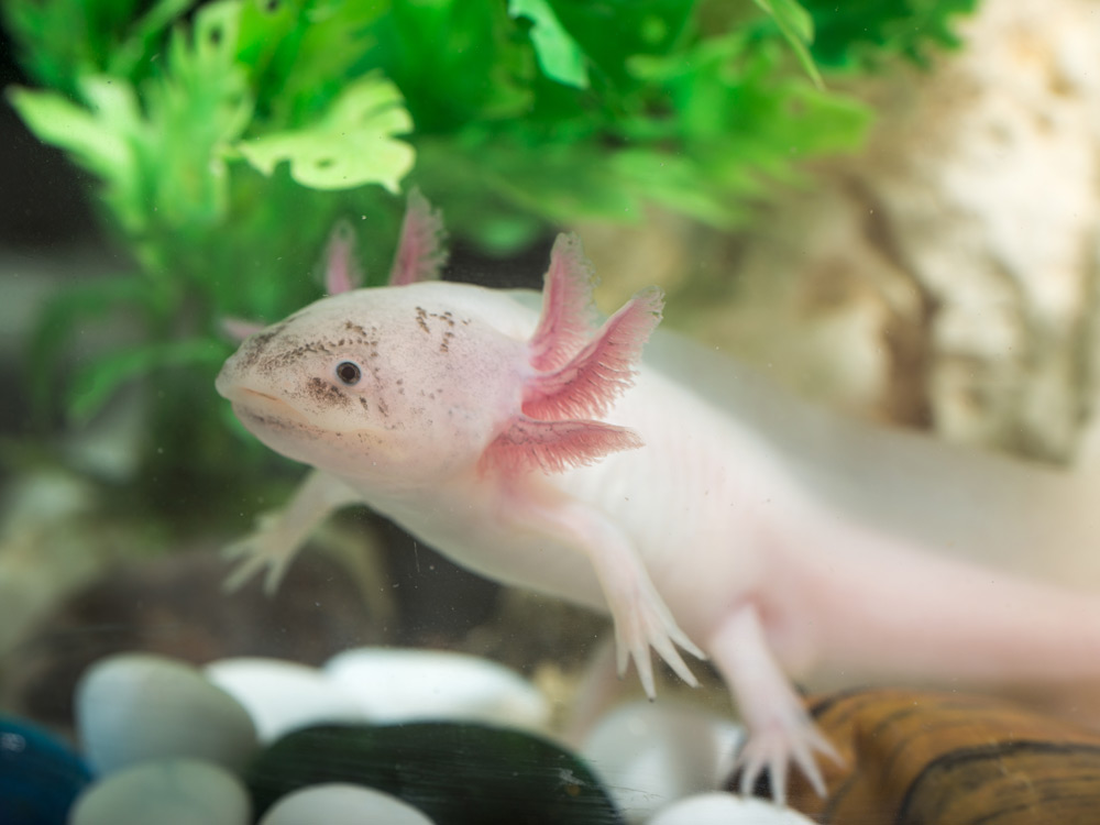 Axolote nadando