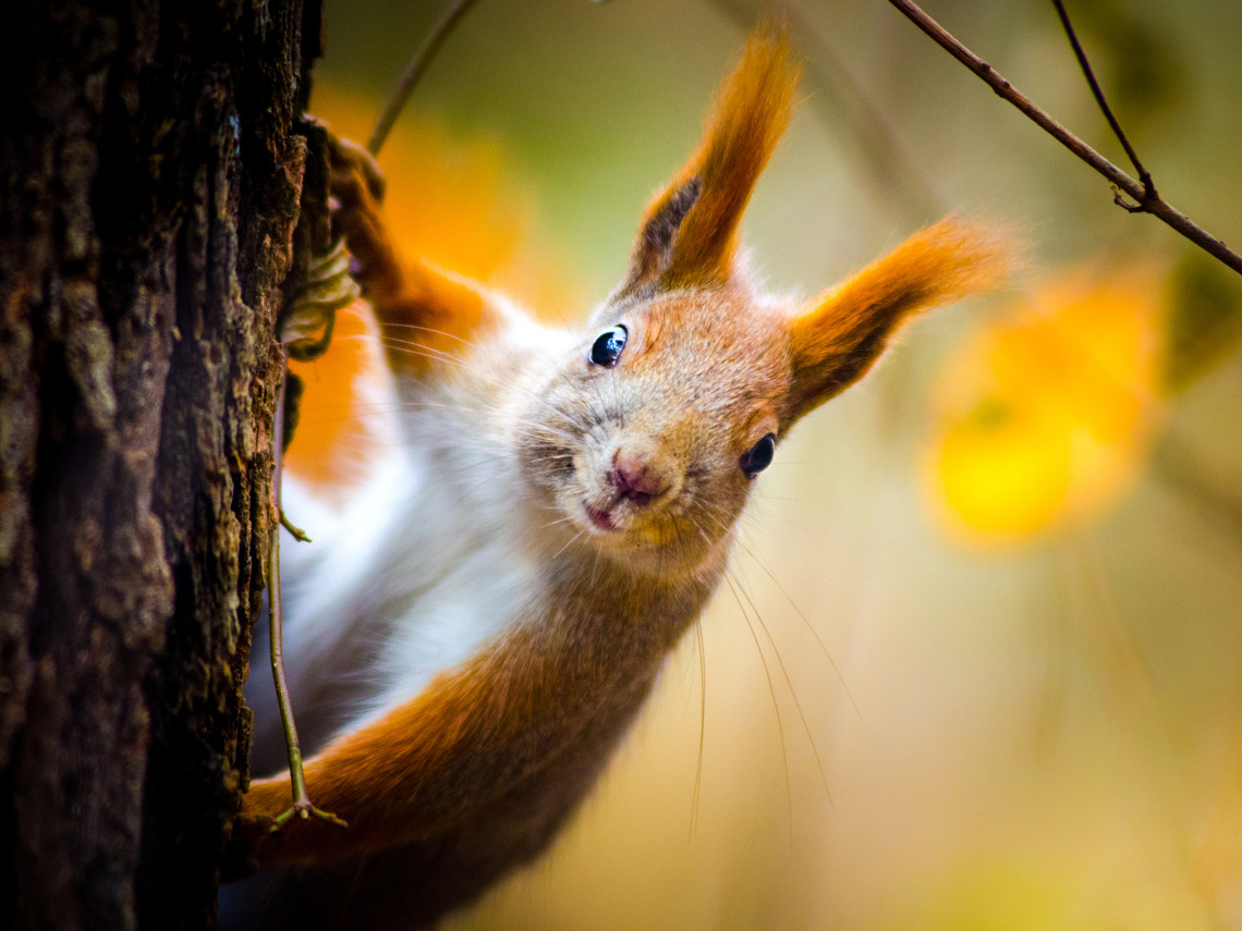 Ardilla en un árbol