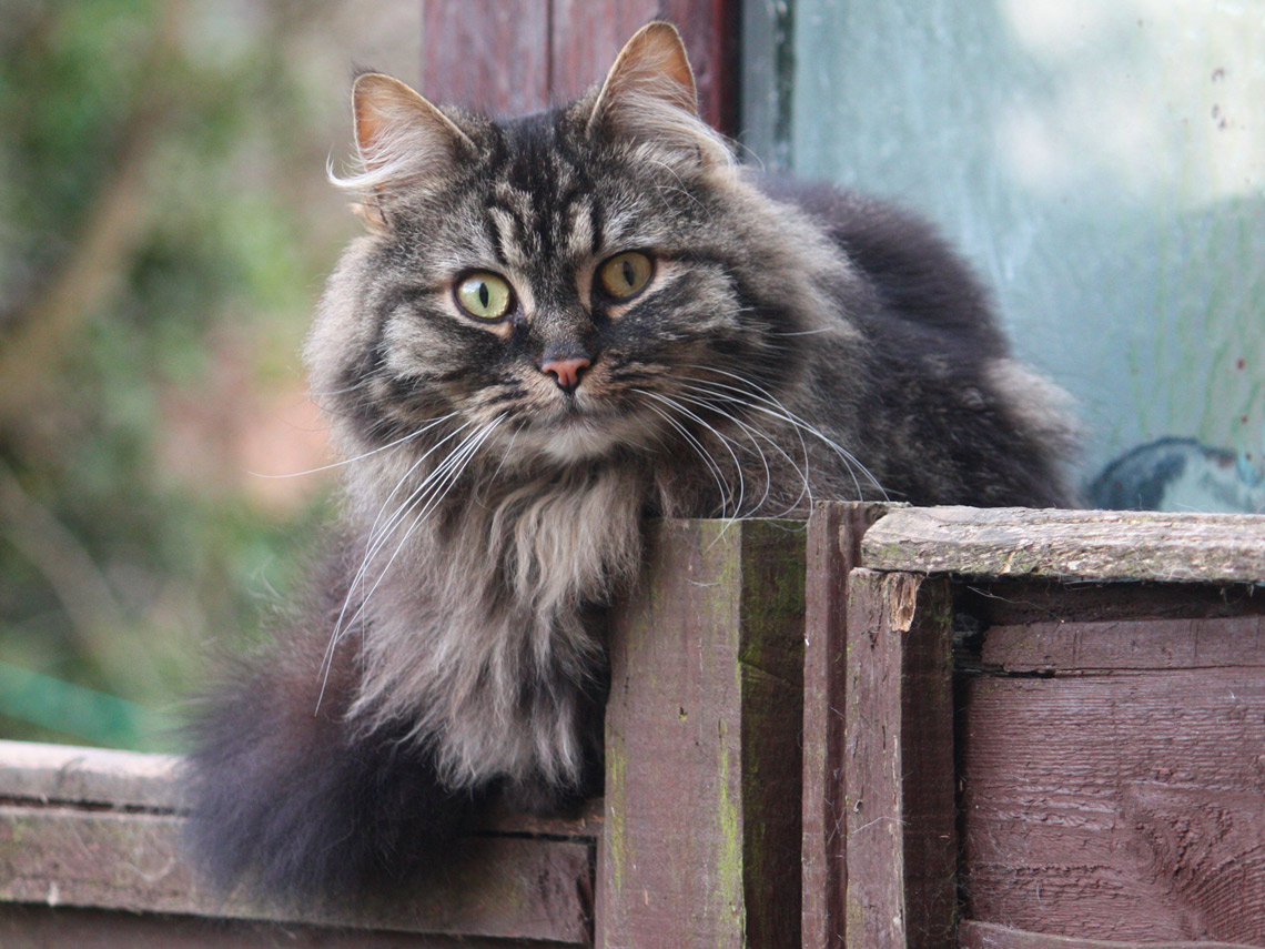 Gato bosque de Noruega