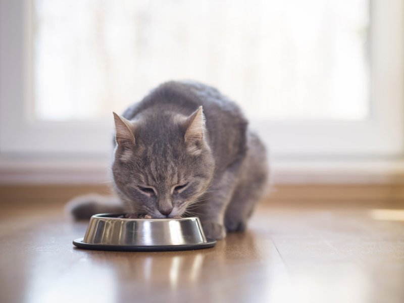 Gato gris comiendo pienso