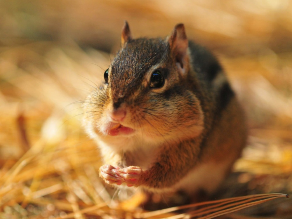 Ardilla comiendo