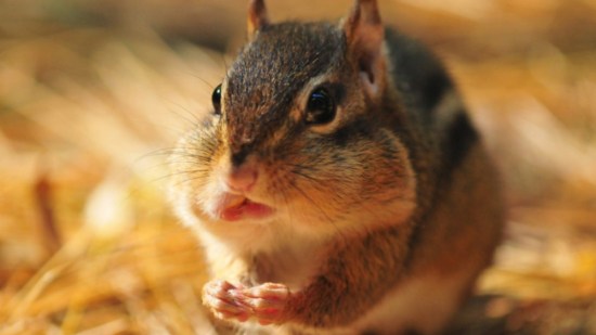 Ardilla comiendo