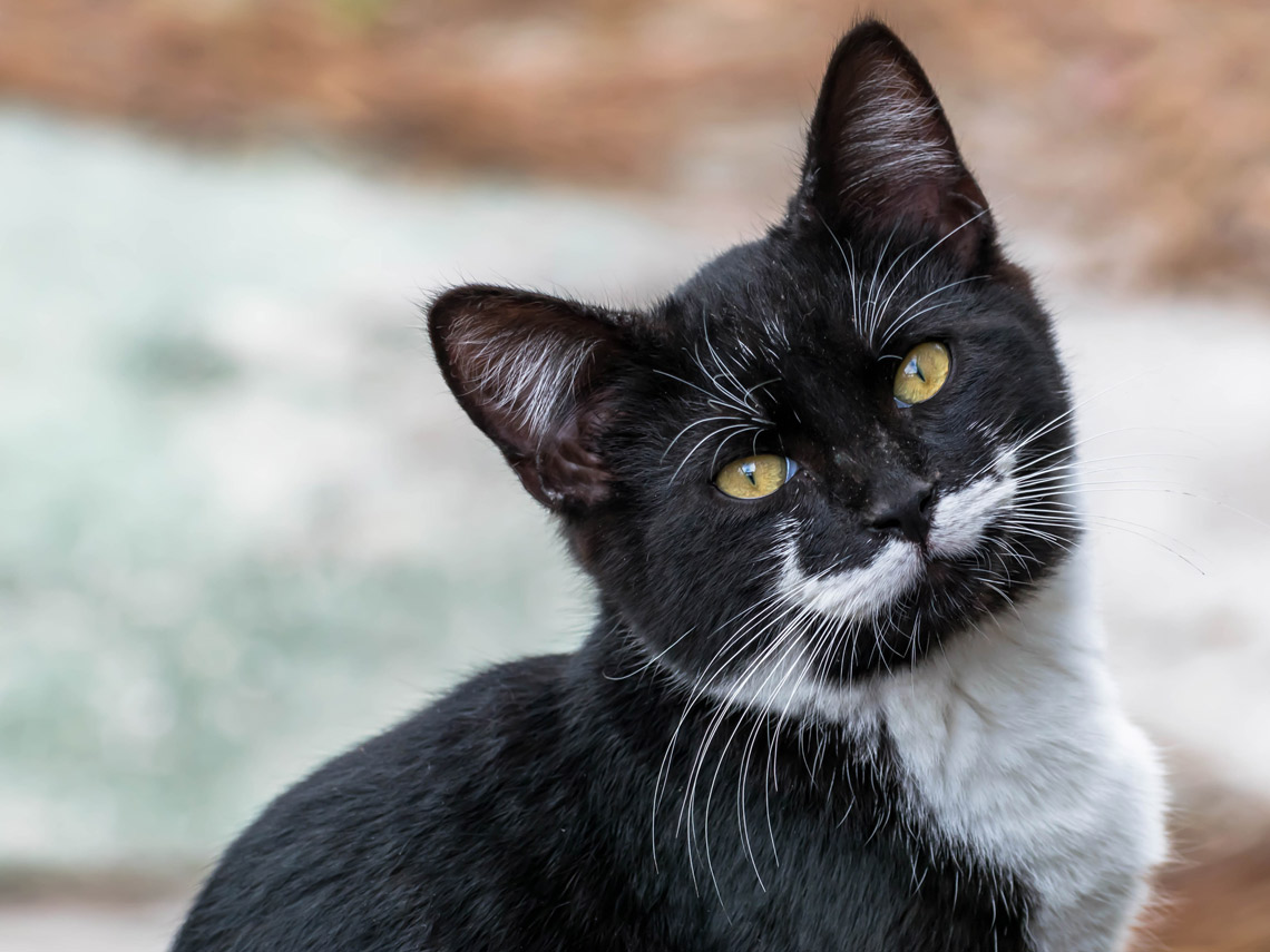 Gato negro con bigote blanco