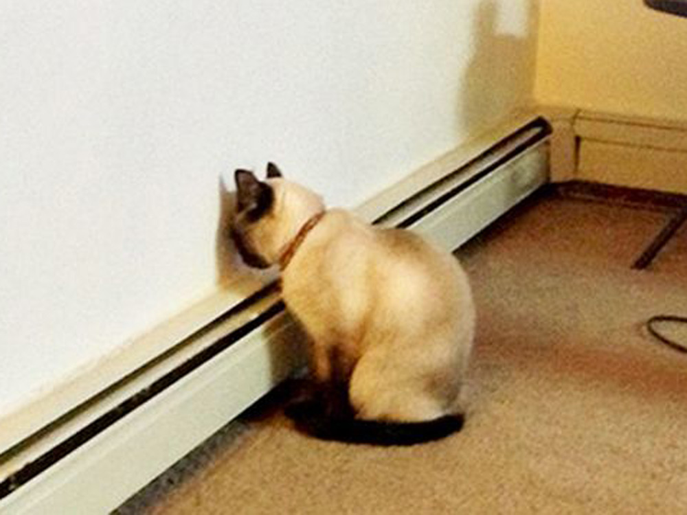 ¿Sabes qué es el 'head pressing' en tu mascota?