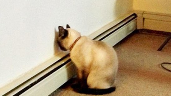 Un gato haciendo 'head pressing'