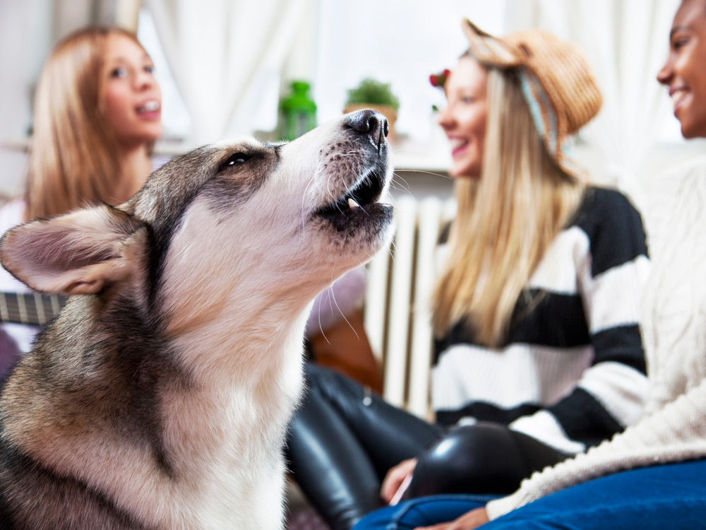 Un perro celoso con las visitas