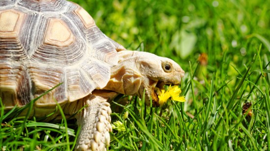 Una tortuga se come una flor