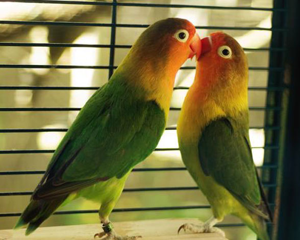 Pareja de Inseparables (Agapornis)