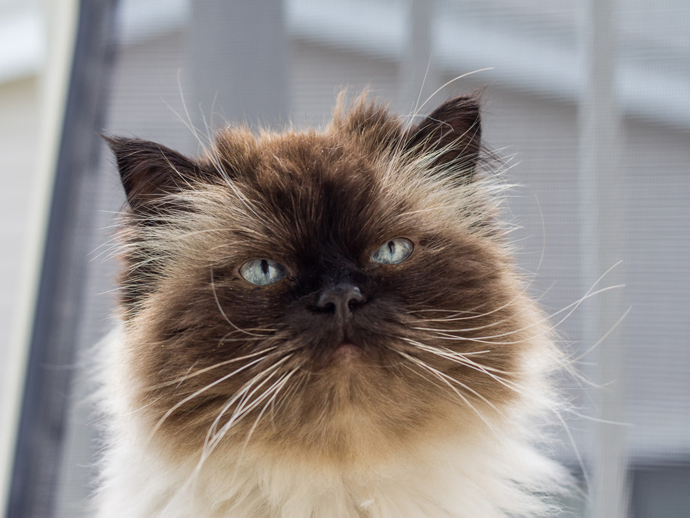 Gato himalayo