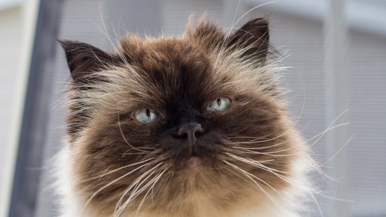 Gato himalayo
