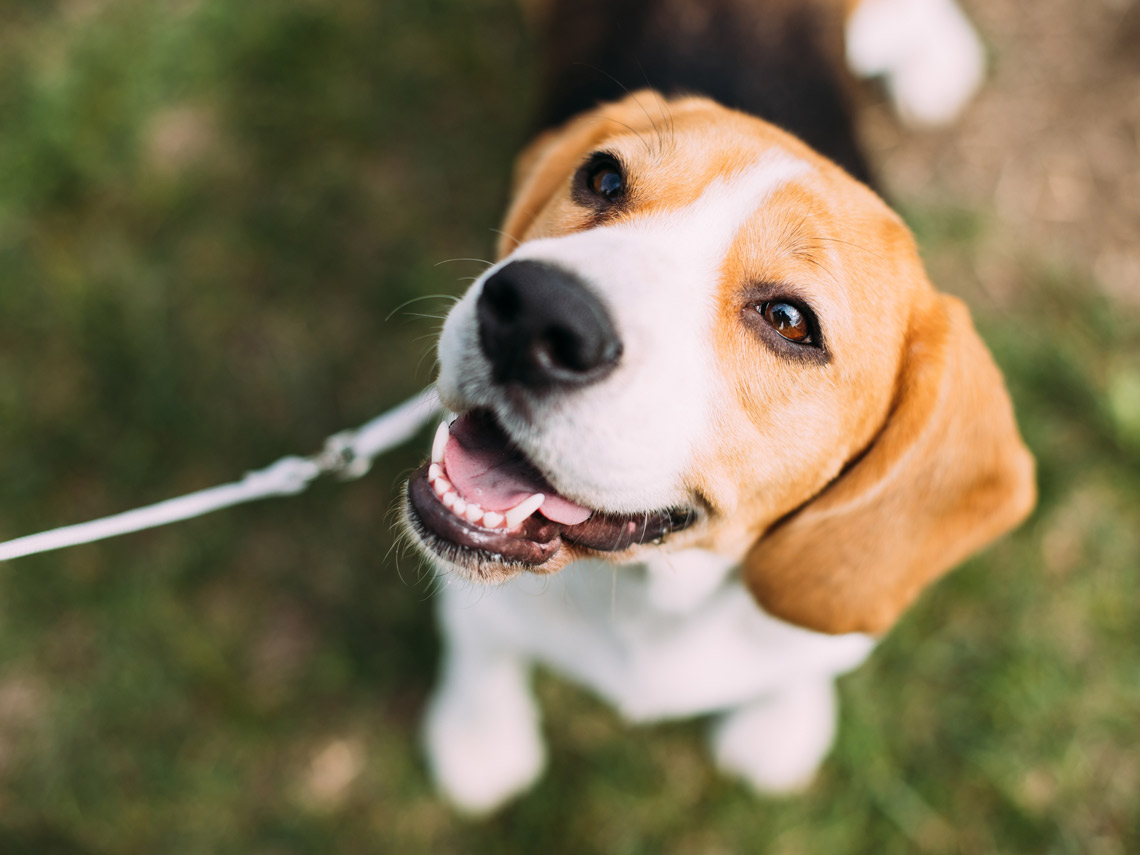 Perro beagle con correa
