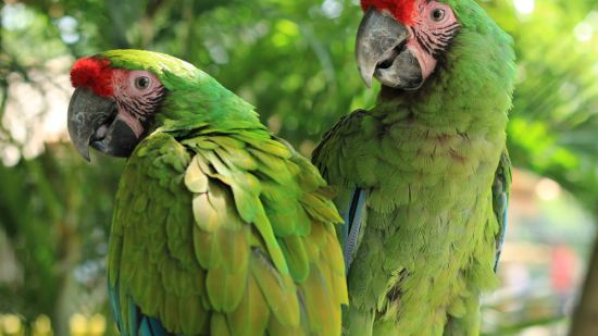guacamayos verdes