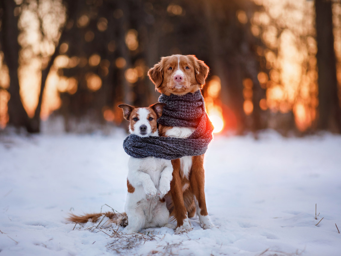 Perros con bufanda en la nieve