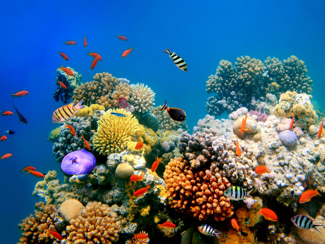 Peces tropicales