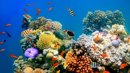 Peces tropicales