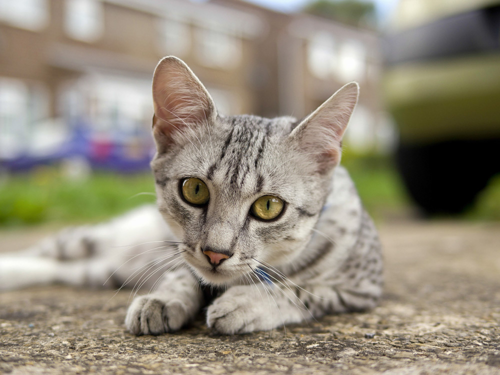 Gato Mau Egipcio