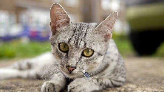 Gato Mau Egipcio