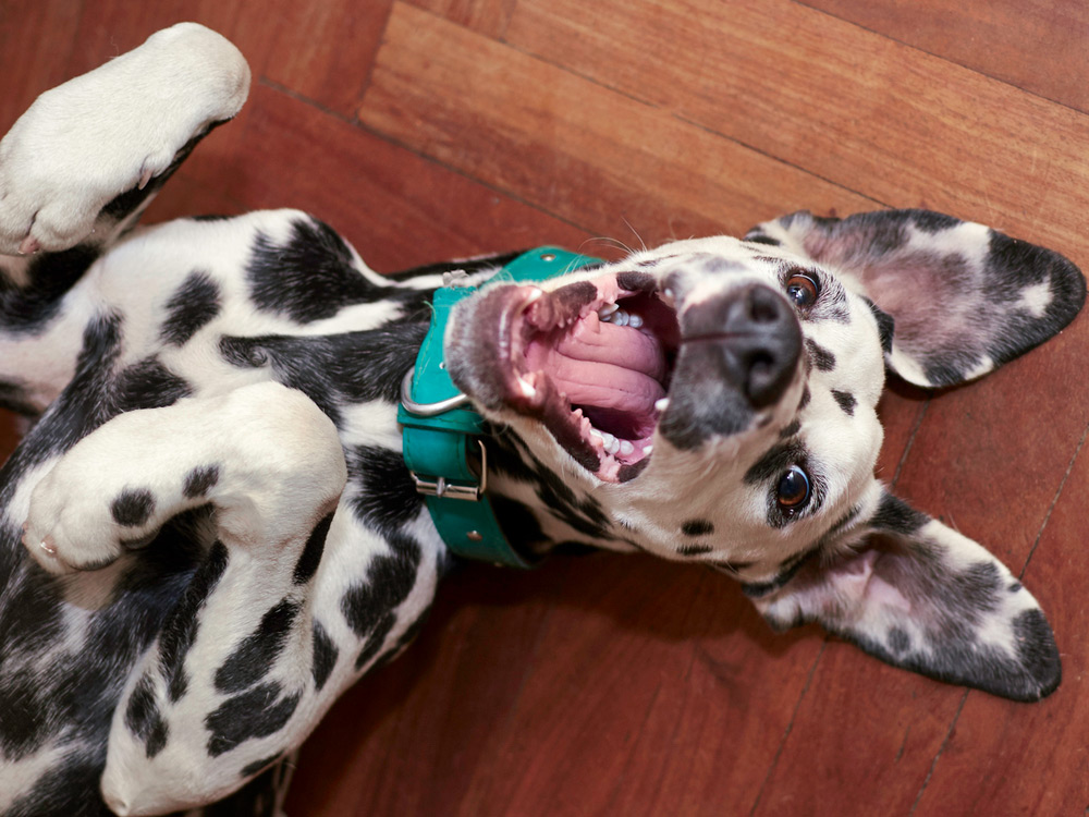 Cachorro de dálmata jugando