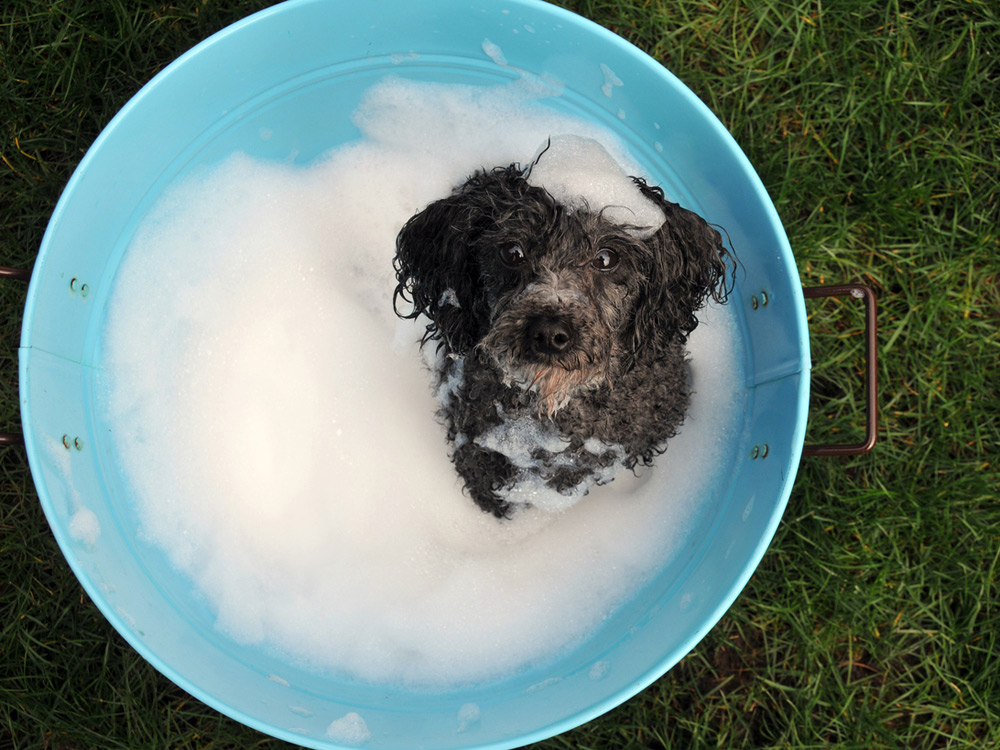 Perrito en una bañera