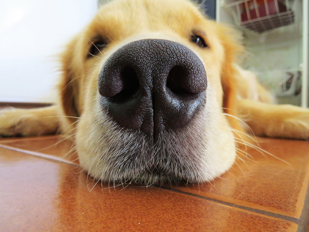 Nariz golden retriever