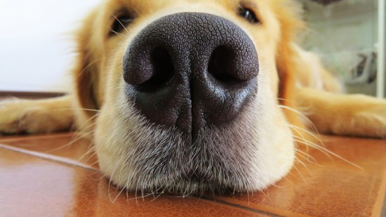 Nariz golden retriever