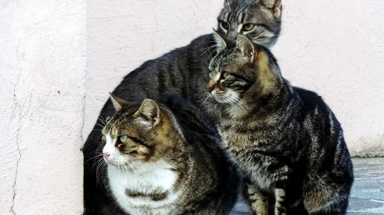 Gatos domésticos