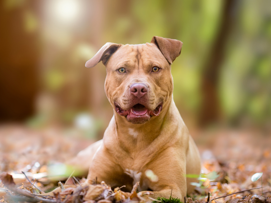 Pitbull marrón